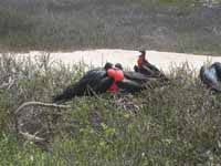 Male and female mating